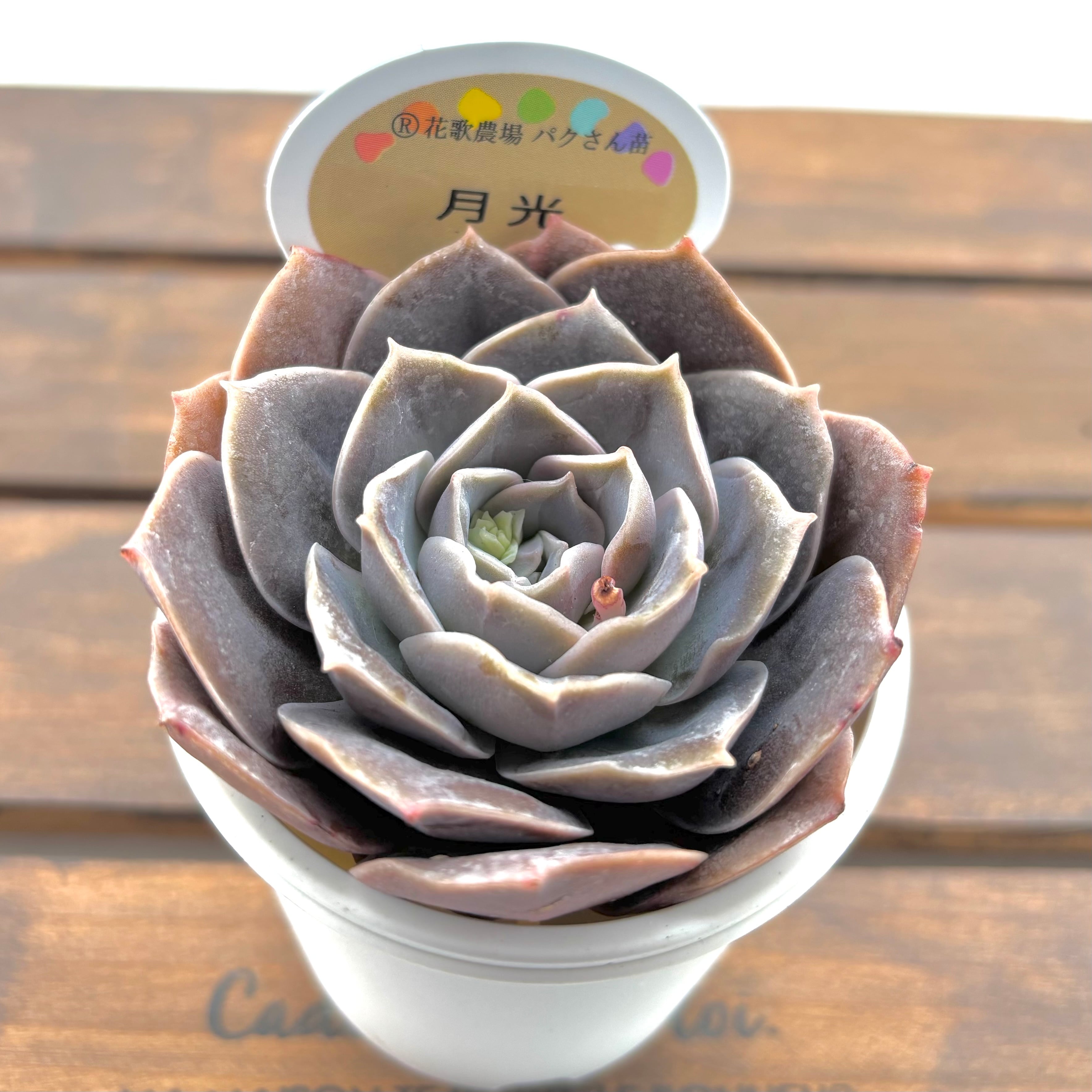 ようせいのしっぽ