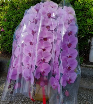 【生花　花鉢】胡蝶蘭　3本立ち　ロングタイプ　ピンク