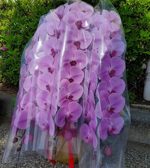 【生花　花鉢】胡蝶蘭　3本立ち　ロングタイプ　ピンク