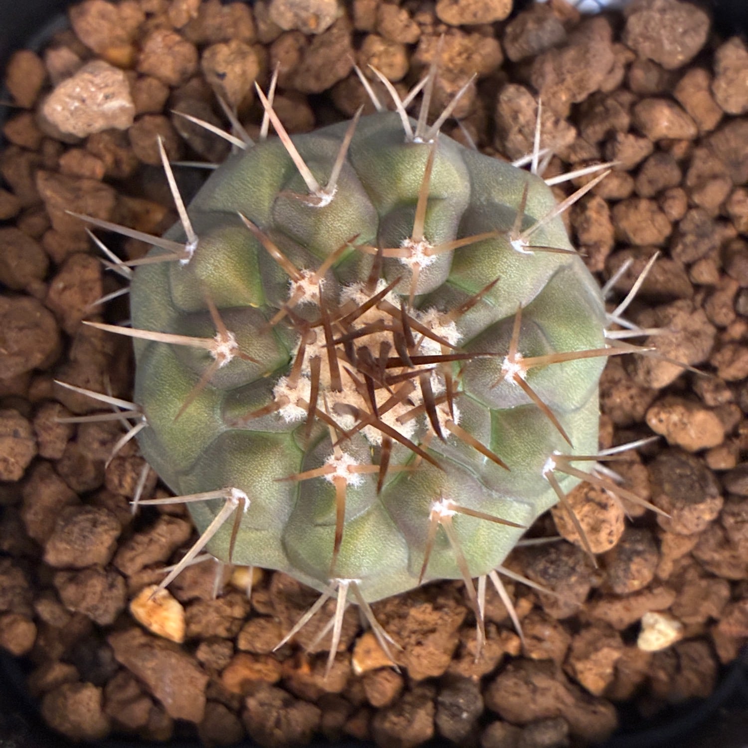 Copiapoa】サボテン コピアポア コルムナアルバ 孤竜丸 実生【307