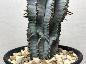 ユーフォルビア ポリゴナ ‘’スノーフレーク‘’