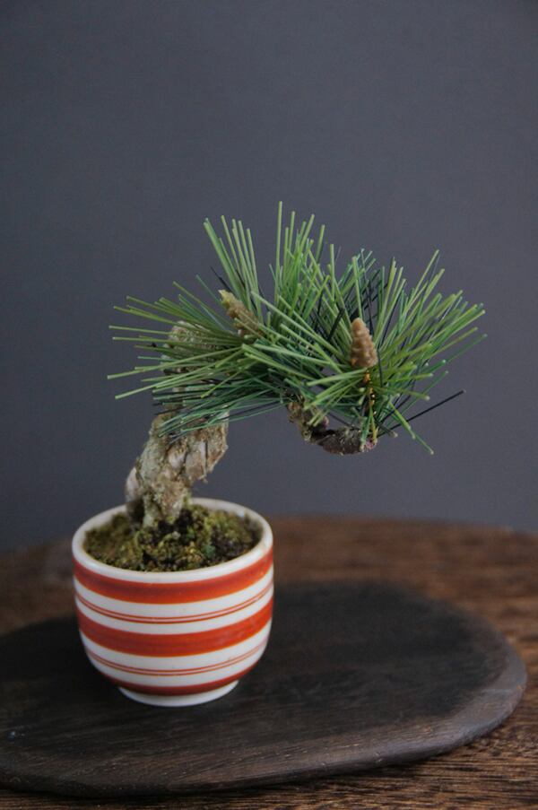 松　盆栽 ③ 盆栽】第99回 国風盆栽展 杜松 Needle juniper 【Bonsai】The 99th