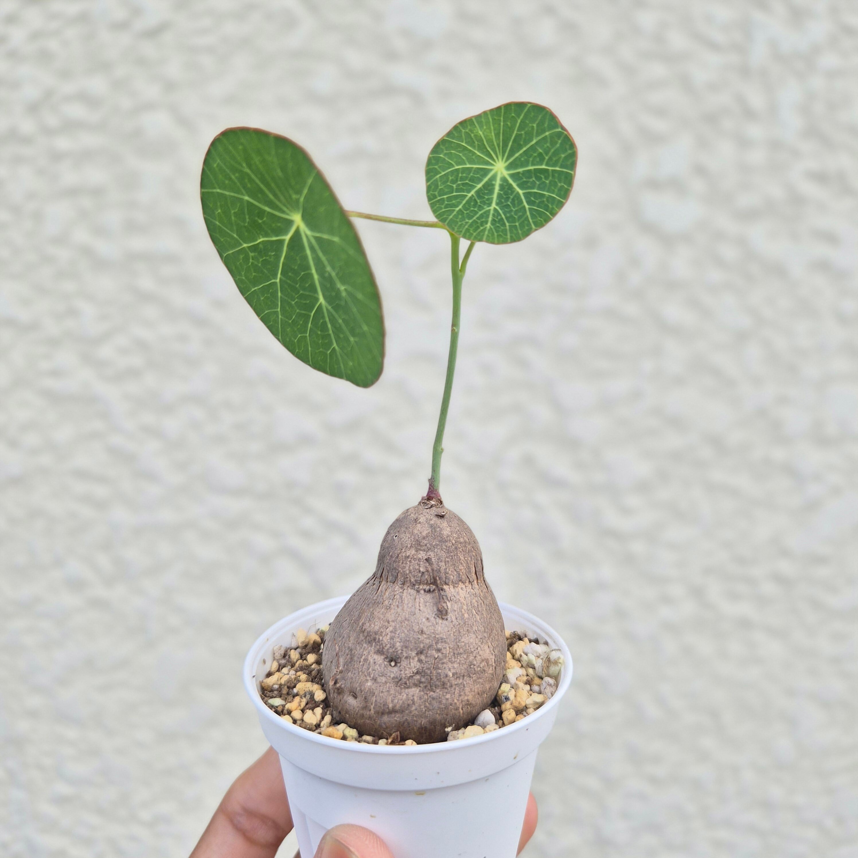 タリナム パニクラーツム 〛Talinum​ Paniculatum 抜き苗 発芽済 塊根