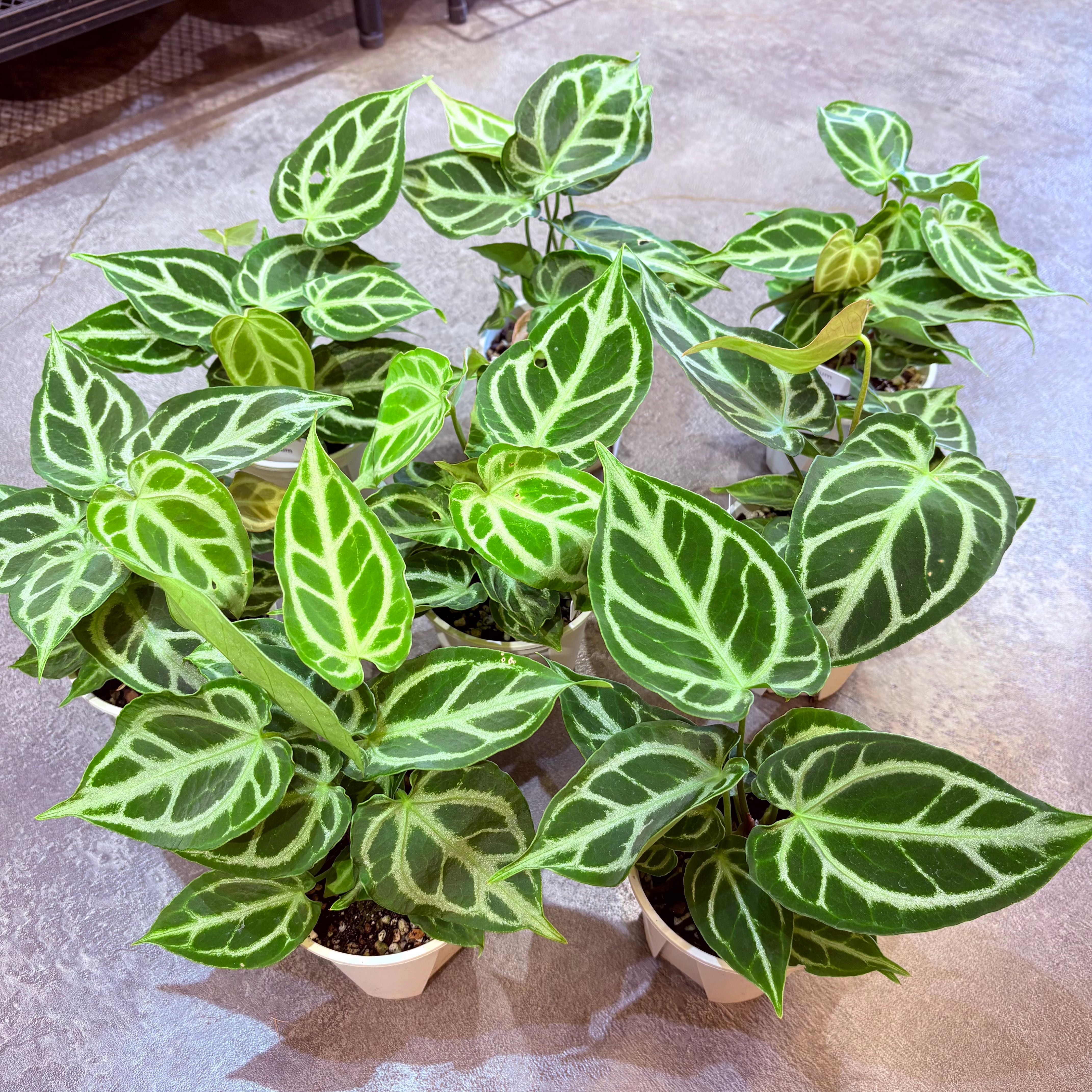 アンスリウム クリスタリナム 3号 | Green Vibes 宇都宮市の観葉植物専門店