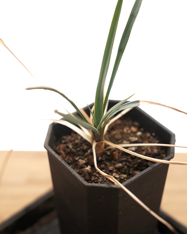 【鉢付き】 ロストラータ 長期LED育成株 Yucca rostrata