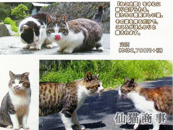 DVD - 田代島ねこぱらだいす2 ～はっちゃけ ねこ太郎～ - 仙猫商事