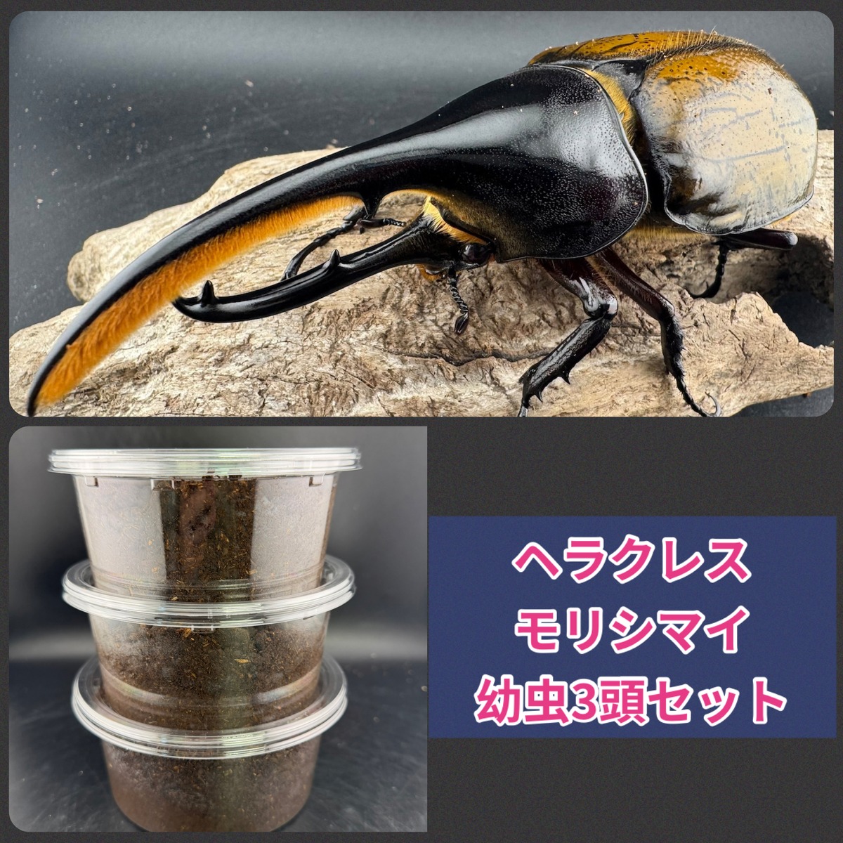 ヘラクレス・モリシマイ 幼虫3頭セット》 | KPW BASE店