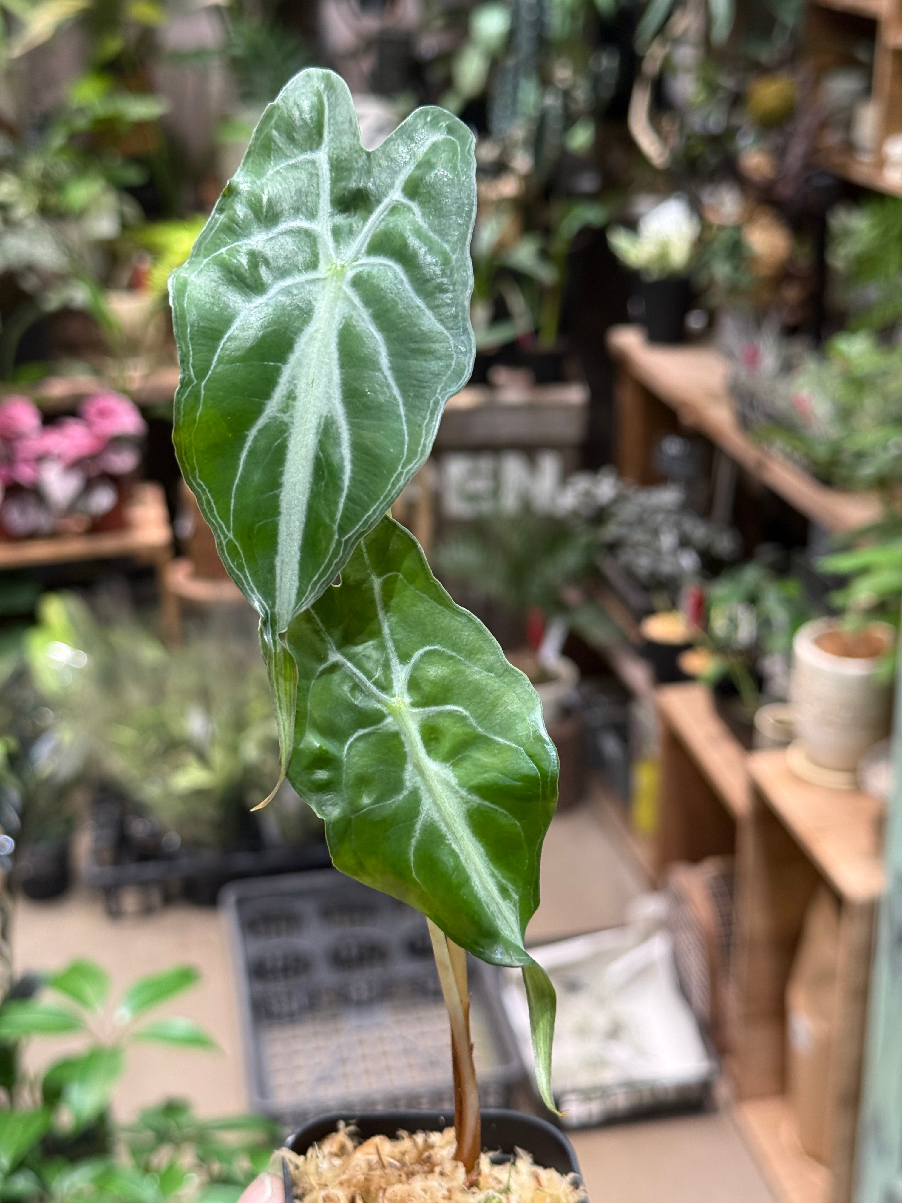 D アロカシア ジャックリンミスティック | MIDORIYA 観葉植物専門店