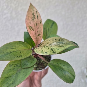 ②〔フィロデンドロン レッドコンゴ ドワーフ 〕Philodendron Red Congo Dwarf 斑入り 観葉植物