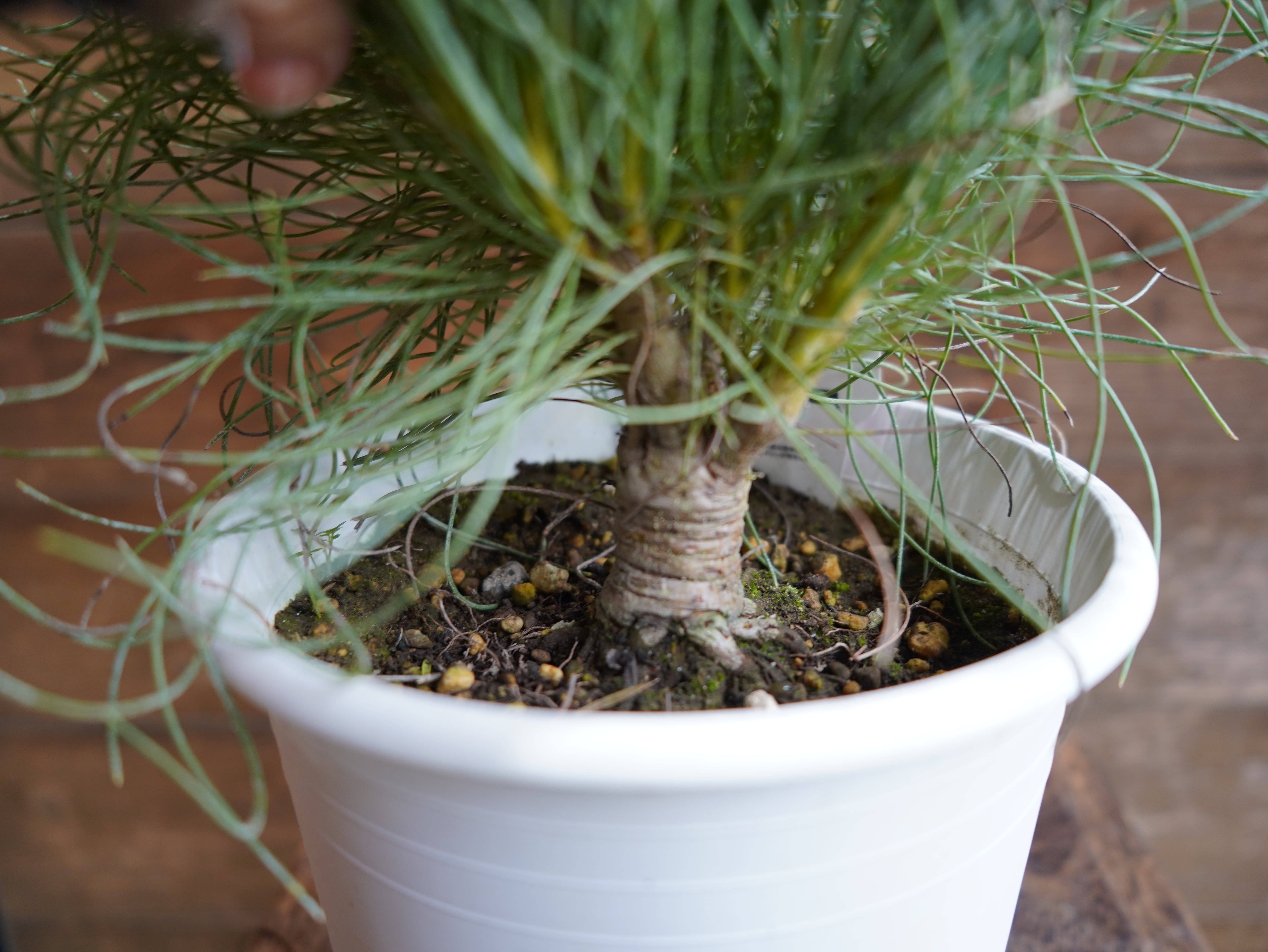 【現物】オーラックス　カンセラータ　”ブロンズヘイズ”　B