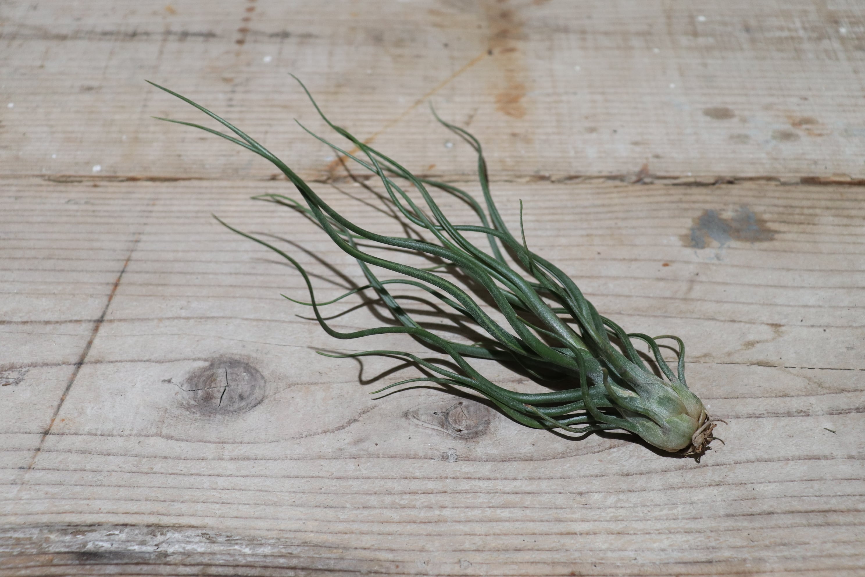 s*i様 チランジアハイブリッド s*i様 チランジアハイブリッド s*i様 チランジアハイブリッド Frontier