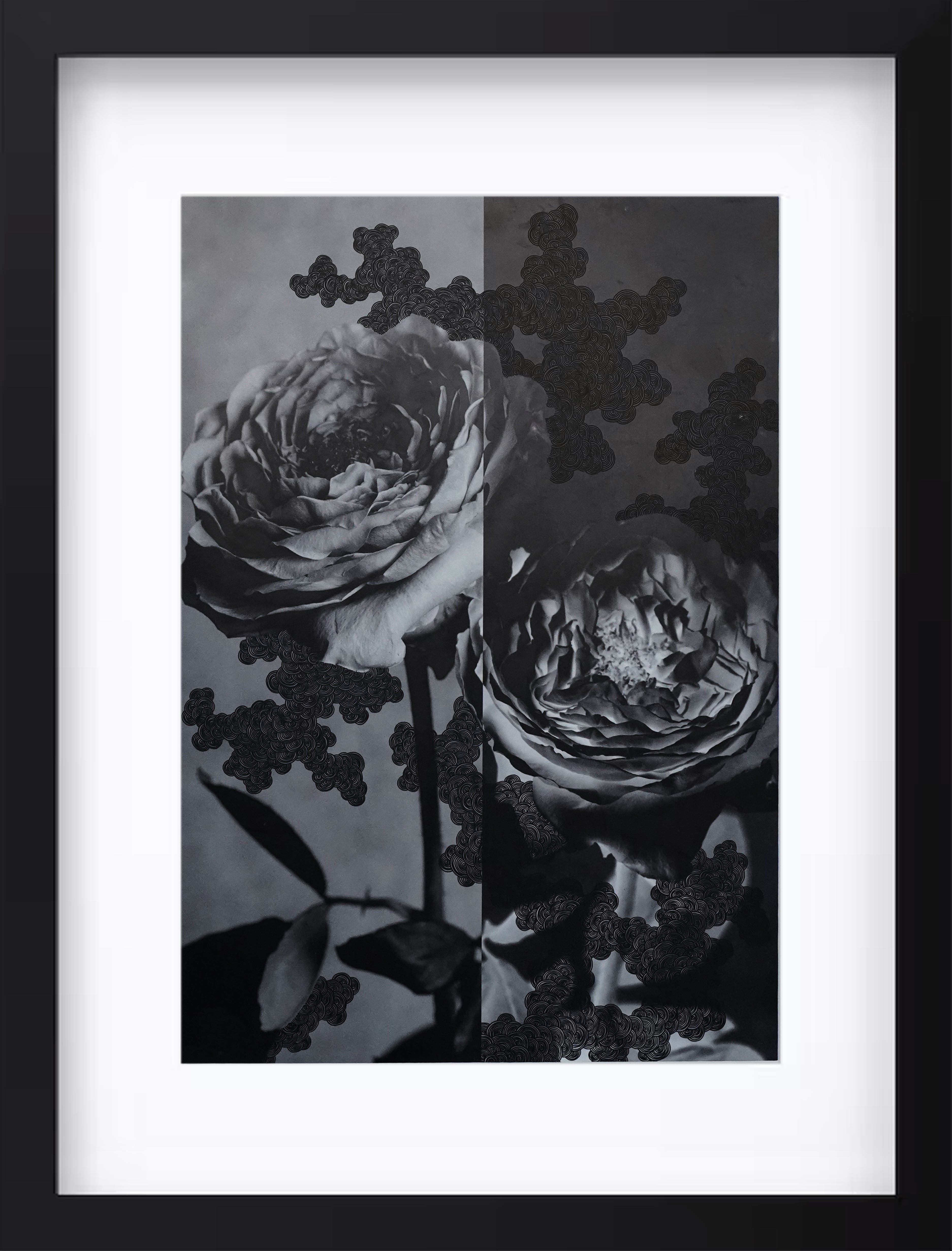 バラ"愛と憎しみ"#1