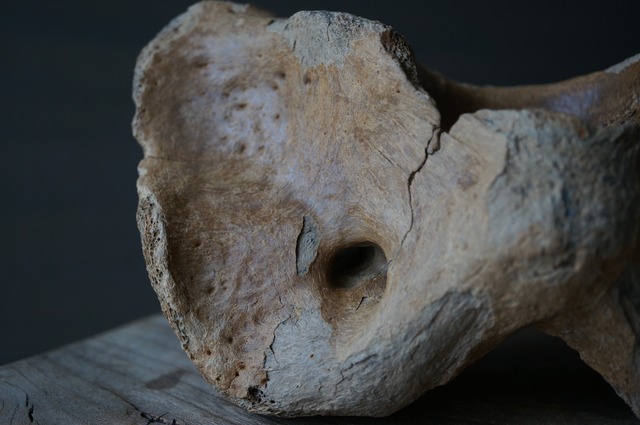 古代大型哺乳類 環椎骨 Atlas Vertebra 2395