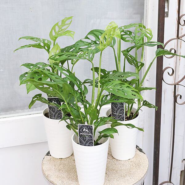 観葉植物】ザミオクルカス 受皿付 | Pay ID 【観葉植物