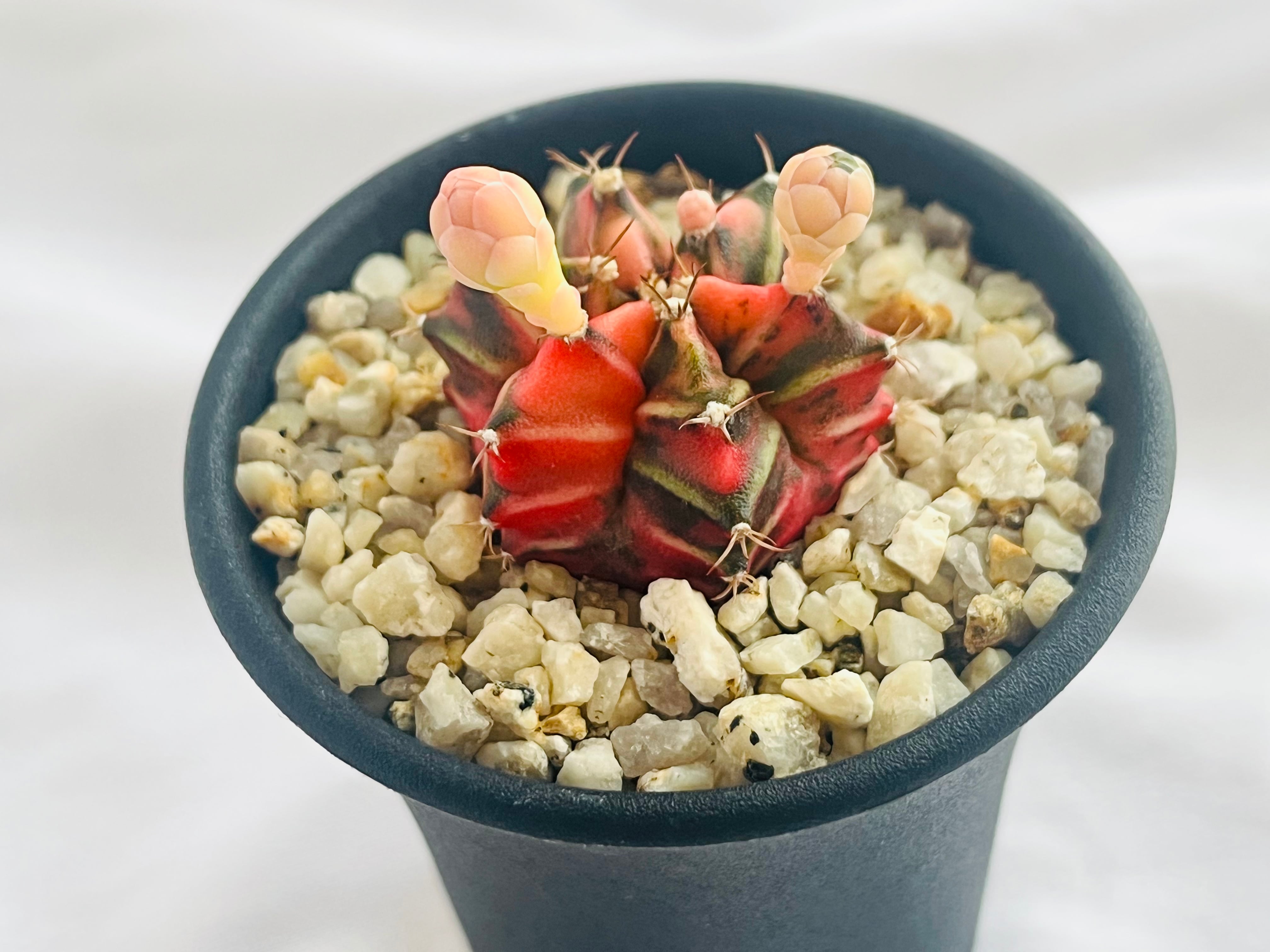 Gymnocalycium mihanovichii 緋牡丹錦 ピンク斑 サボテン | plants