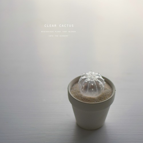 clear cactus 003