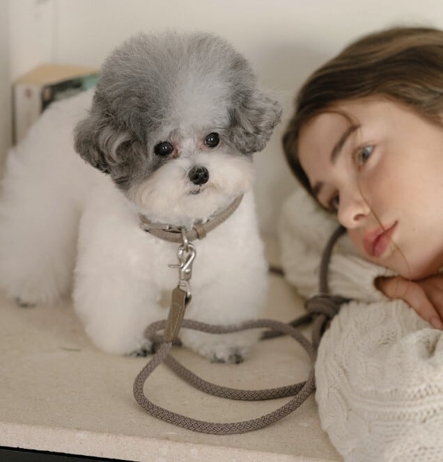 即納【stroll】Leather Collar (AshGray)