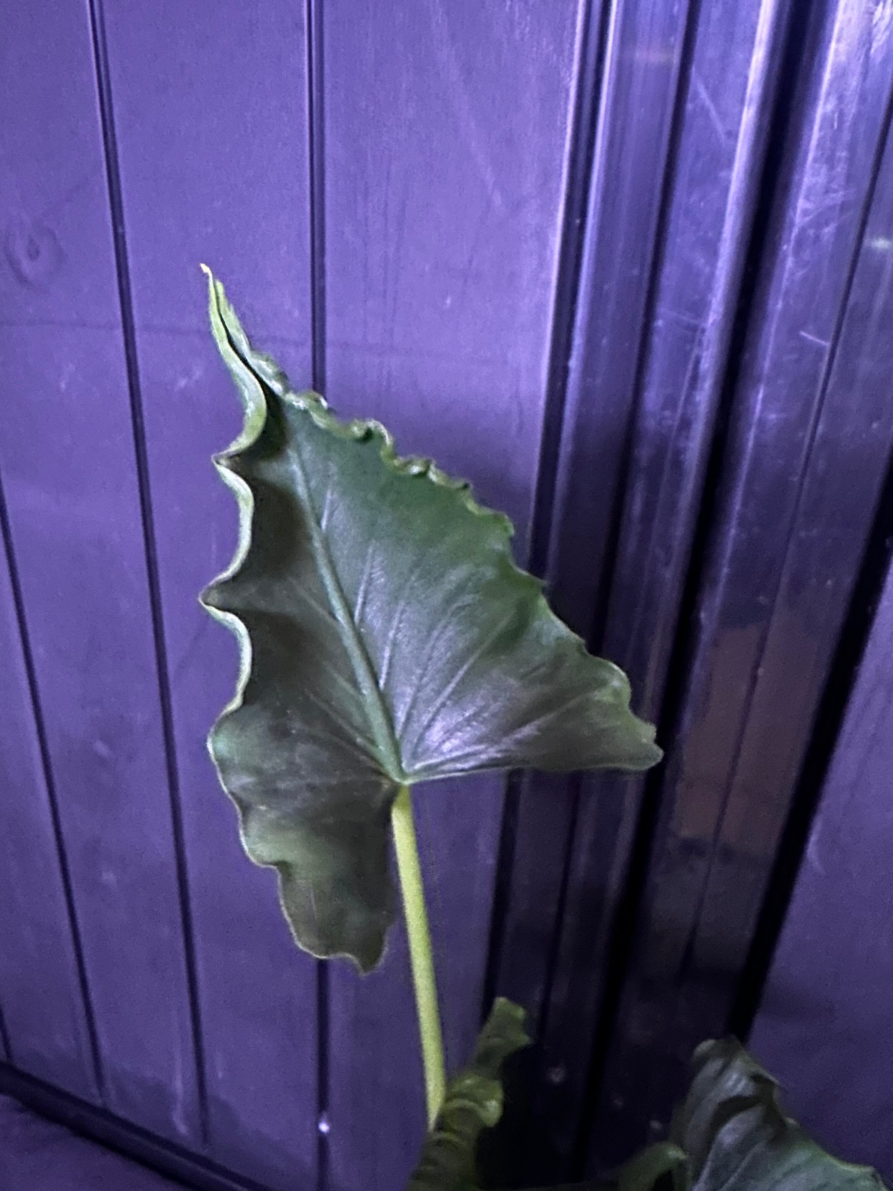アロカシア　ククラータクリンクルアルボバリエガータ Alocasia Crinkles albo Variegata アロカシア クリンクルズ アルボ