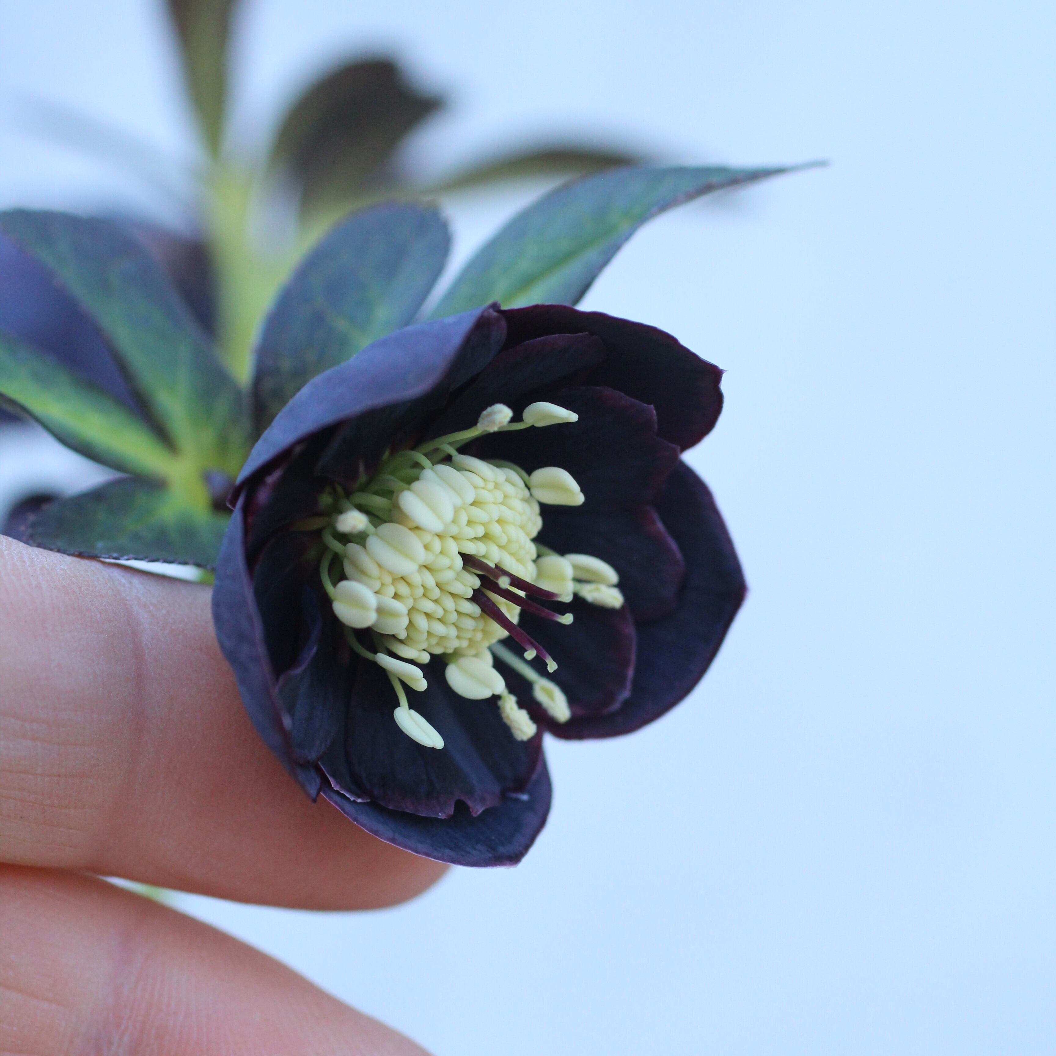 WS26-105 クリスマスローズ ウィンターシンフォニー 小輪系ブラック