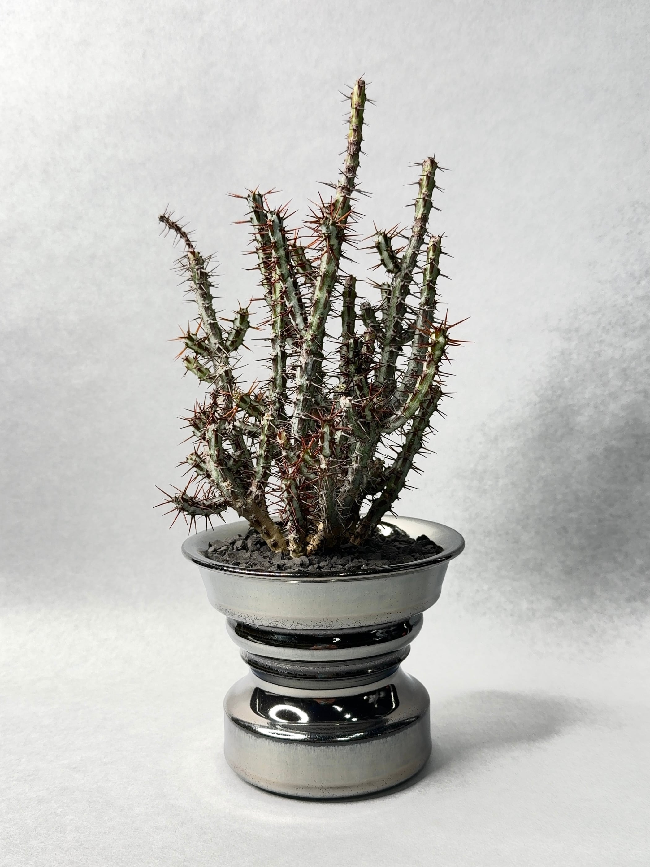 ユーフォルビア | trigger