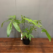 【新着3日限定10%OFF】パキラ【295】
