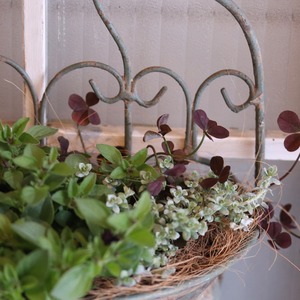 モンディマンシェ寄せ植え　ハングペチュニアテヌート｜届いてすぐ玄関に飾れる 　プレゼントにもオススメ　