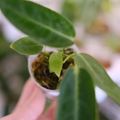 【実生】アンスリウム ワロクアーナム / Anthurium warocqueanum② / 観葉植物<育て方・花言葉>