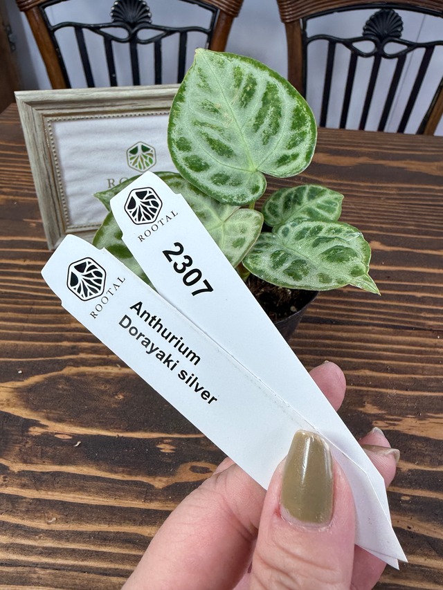 ★2307【きらきら大好き】アンスリウム　ドラヤキシルバー（3号ポット）