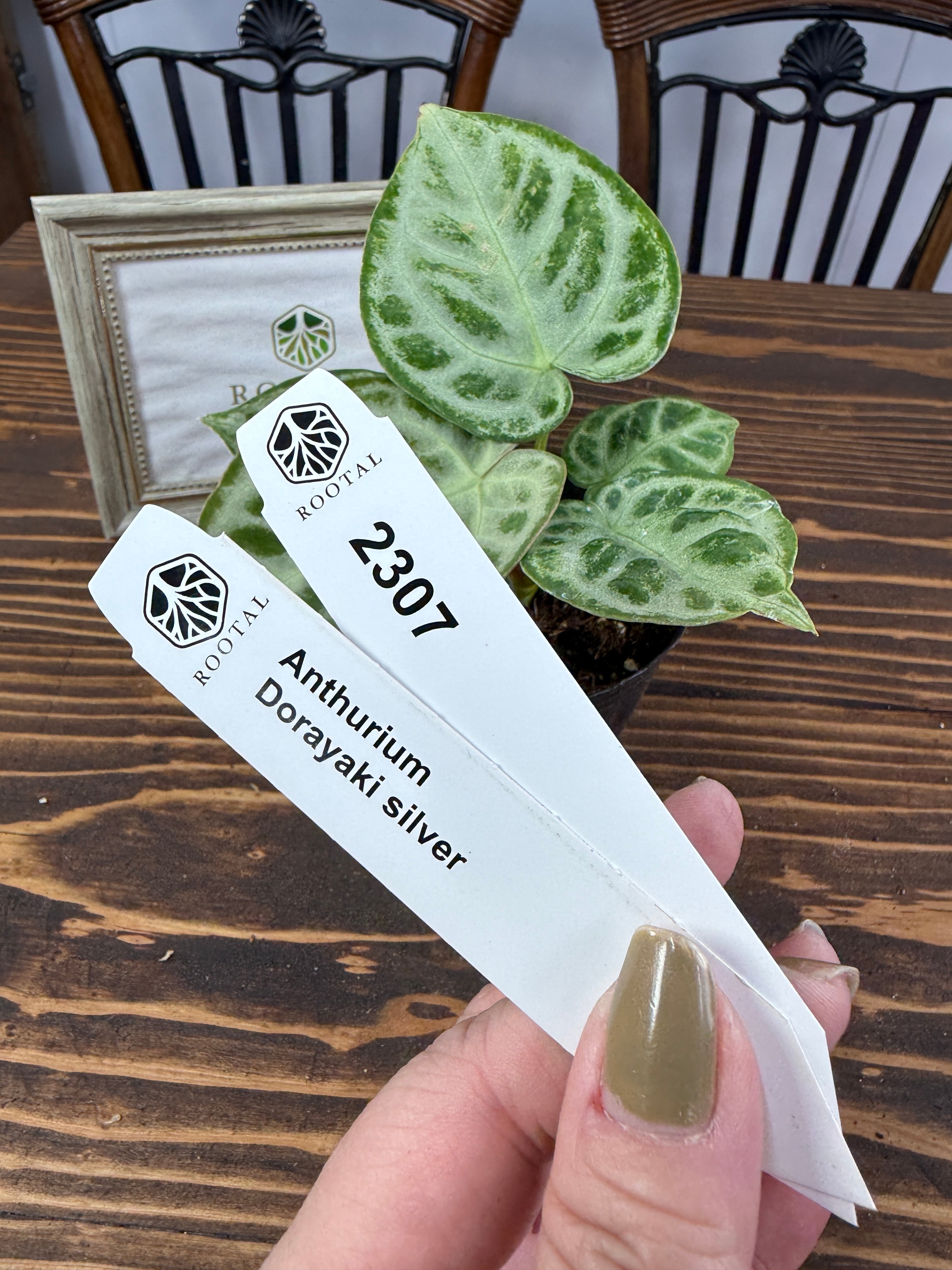 ★2307【きらきら大好き】アンスリウム ドラヤキシルバー(3号ポット)