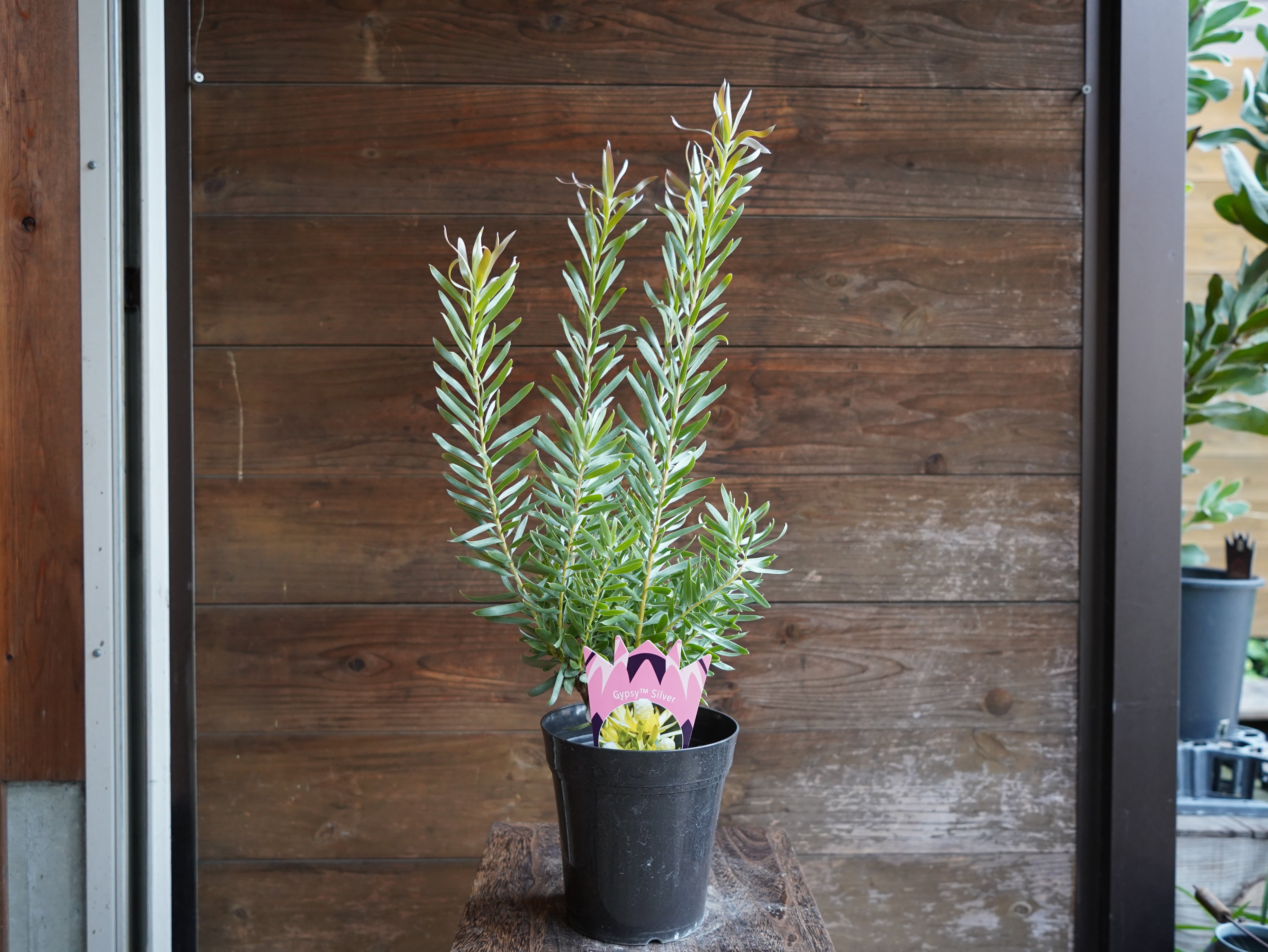 【現物】リューカデンドロン　”Gypsy Silver”