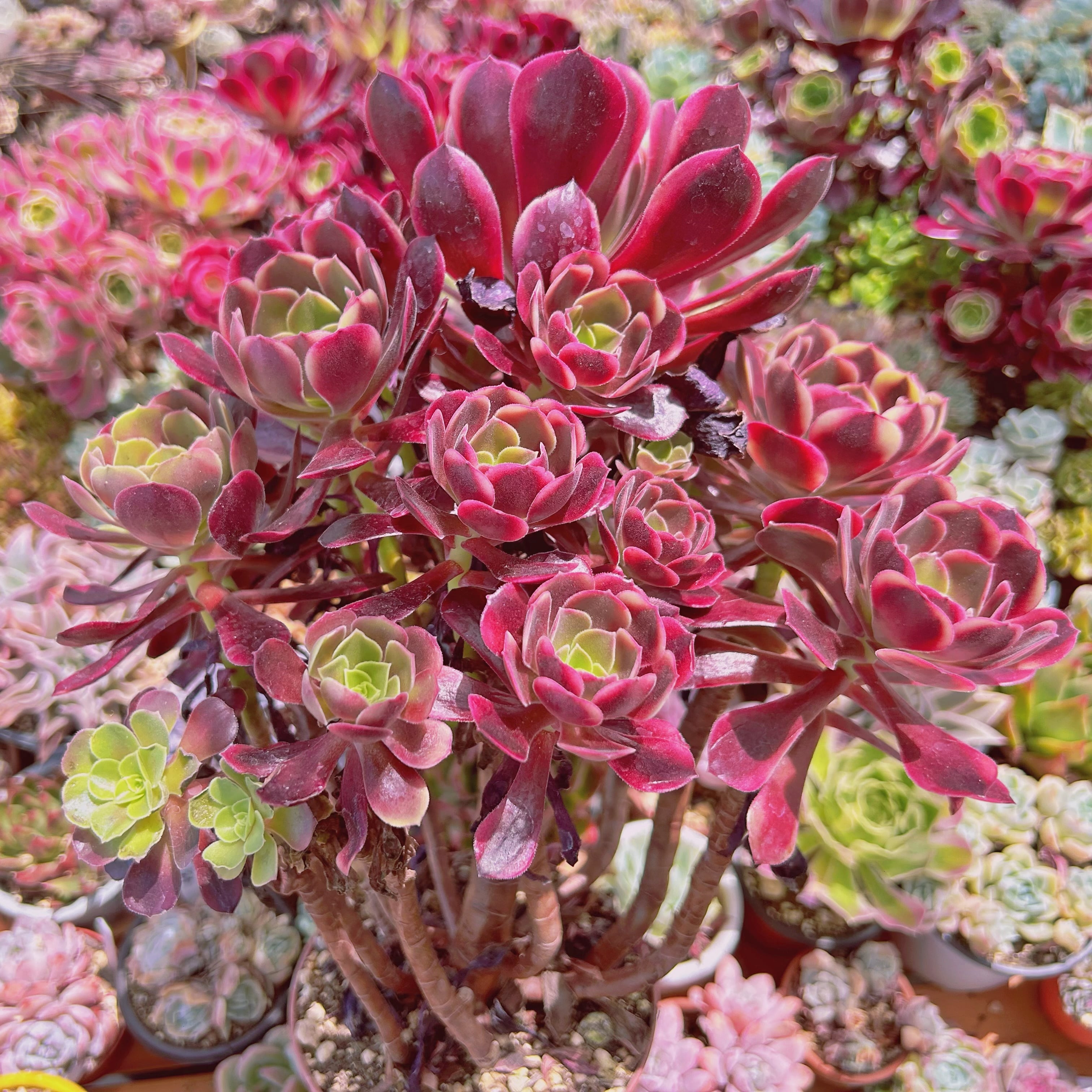 loscenteコーナー　　ダウニー錦　ツルギダ錦他　多肉植物 745現物 多肉植物 熊童子白錦 特大 | るる農園~多肉植物専門