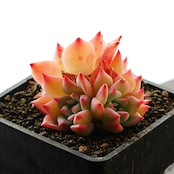 発根済カット苗 AKマリア 3〜5頭群生 Echeveria 'AK Maria'