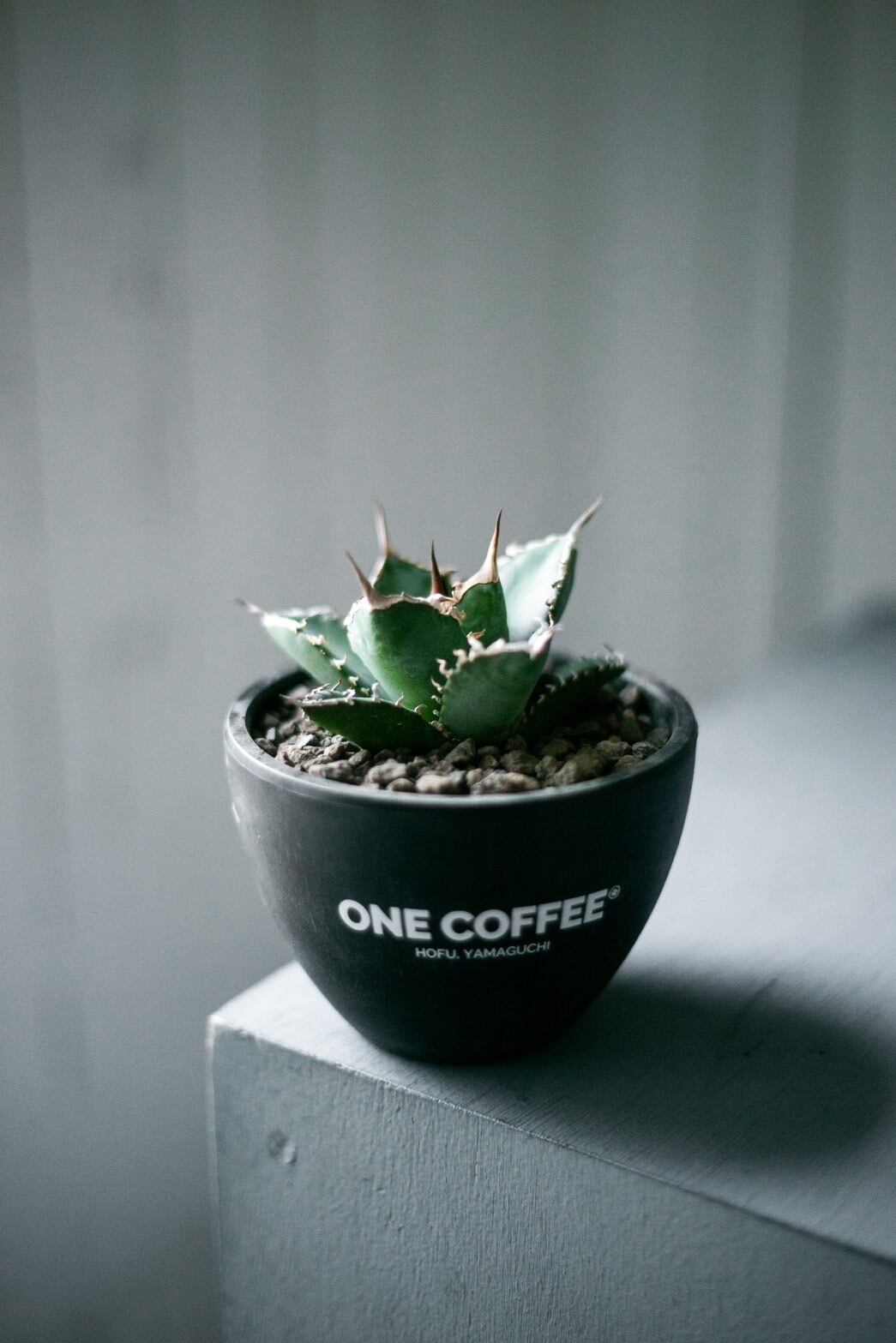 【新着】Agave titanota【ONE COFFEEコラボ鉢】アガベ チタノタ ノーネーム
