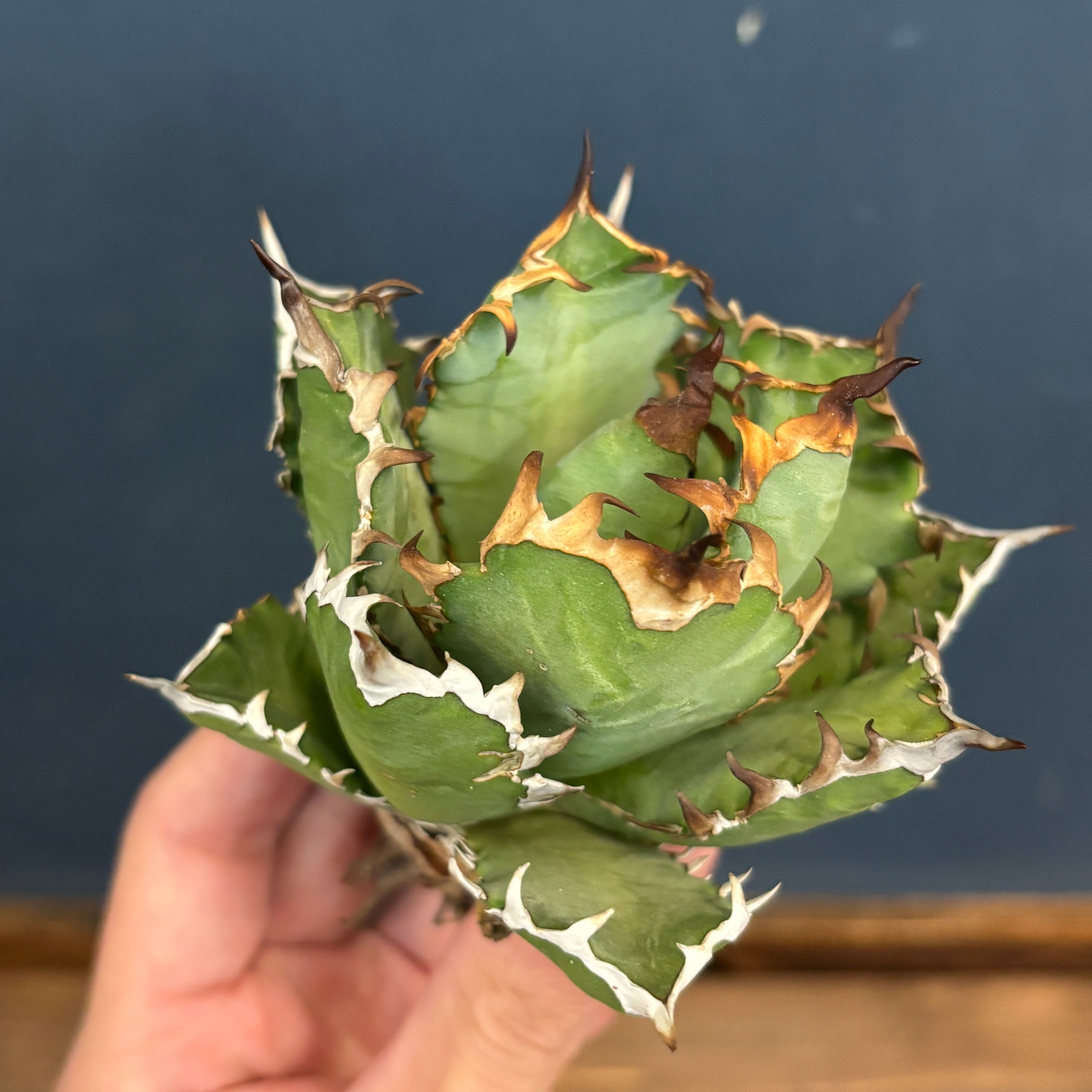 現品】2026年 CHAMさんアガベ イラン株福袋 20,000円 | PROTOLEAF