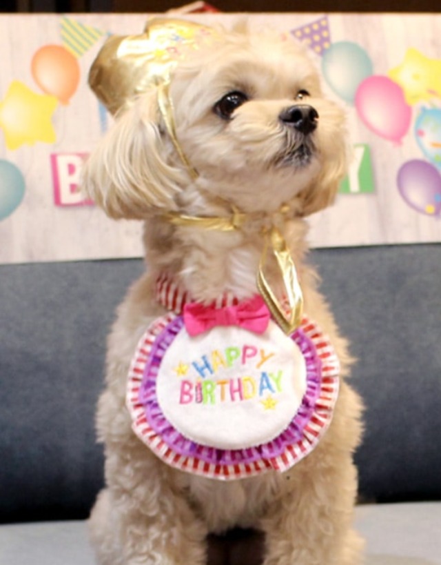 犬用スタイ　ハッピースタイ [サイズ: S]