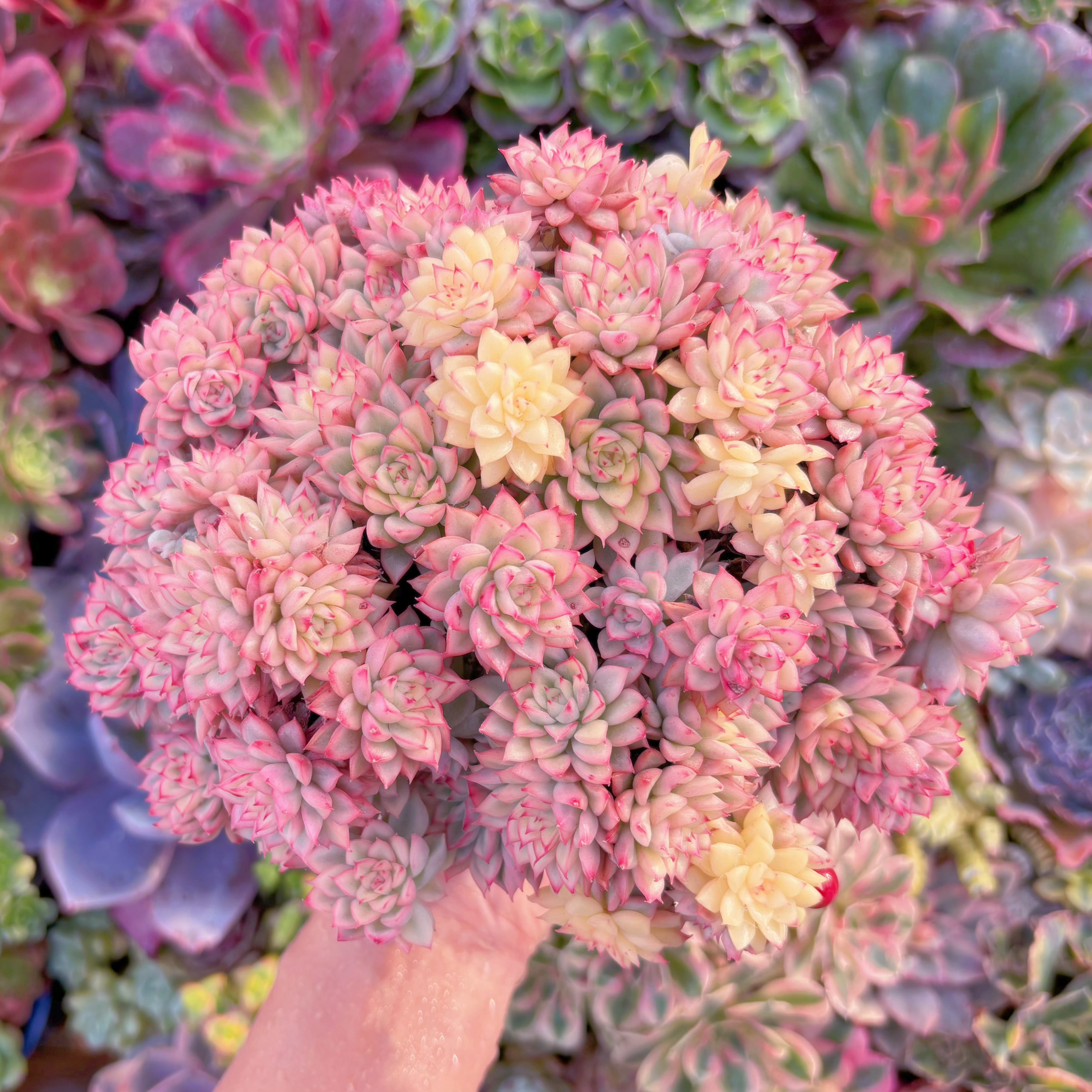 現品　女雛錦#A023　大群生　新入荷　るる農園