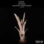 【送料無料】Aechmea chantinii 'Grey Ghost' 〔エクメア〕現品発送A168