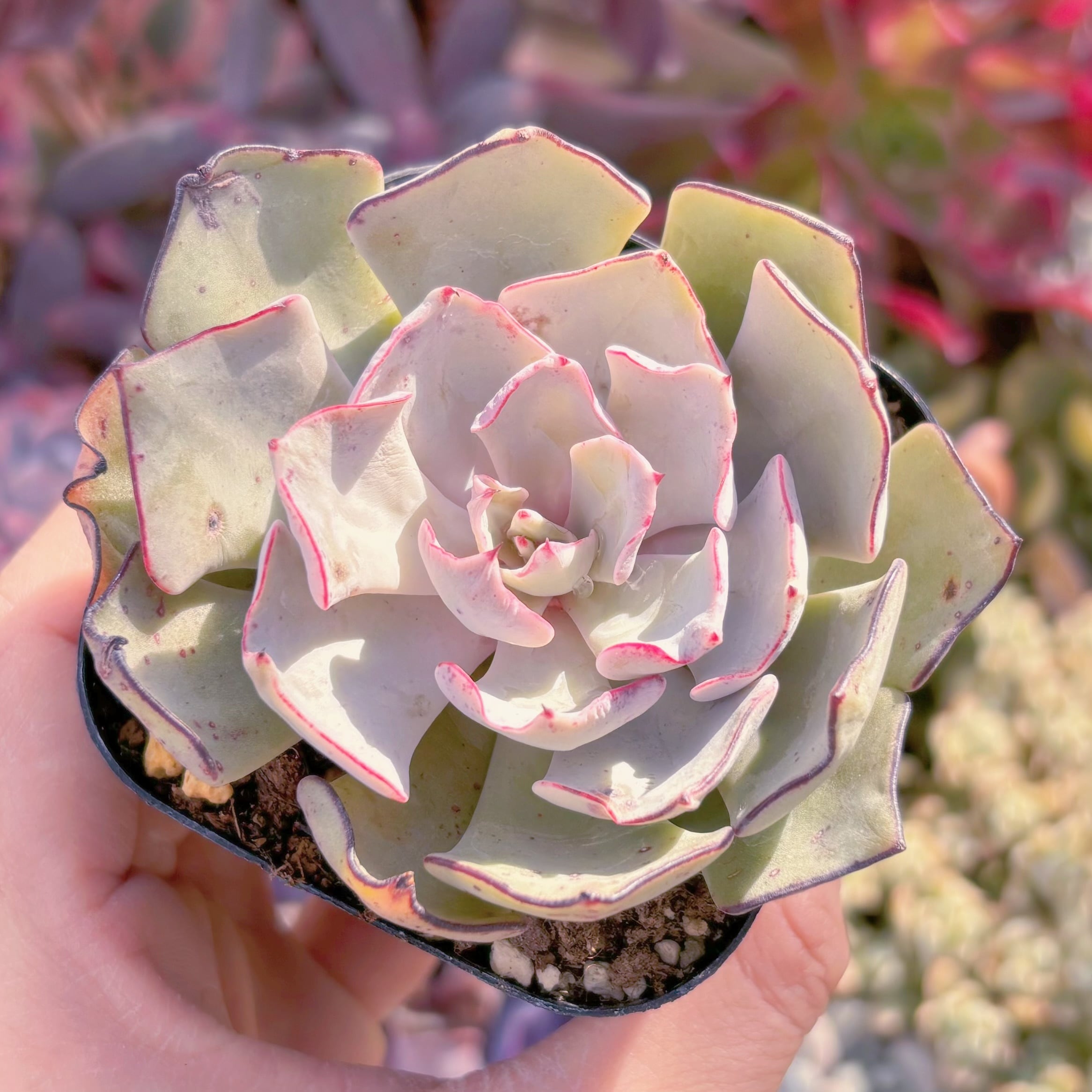 現品　ストリクチフローラ#1113　るる農園