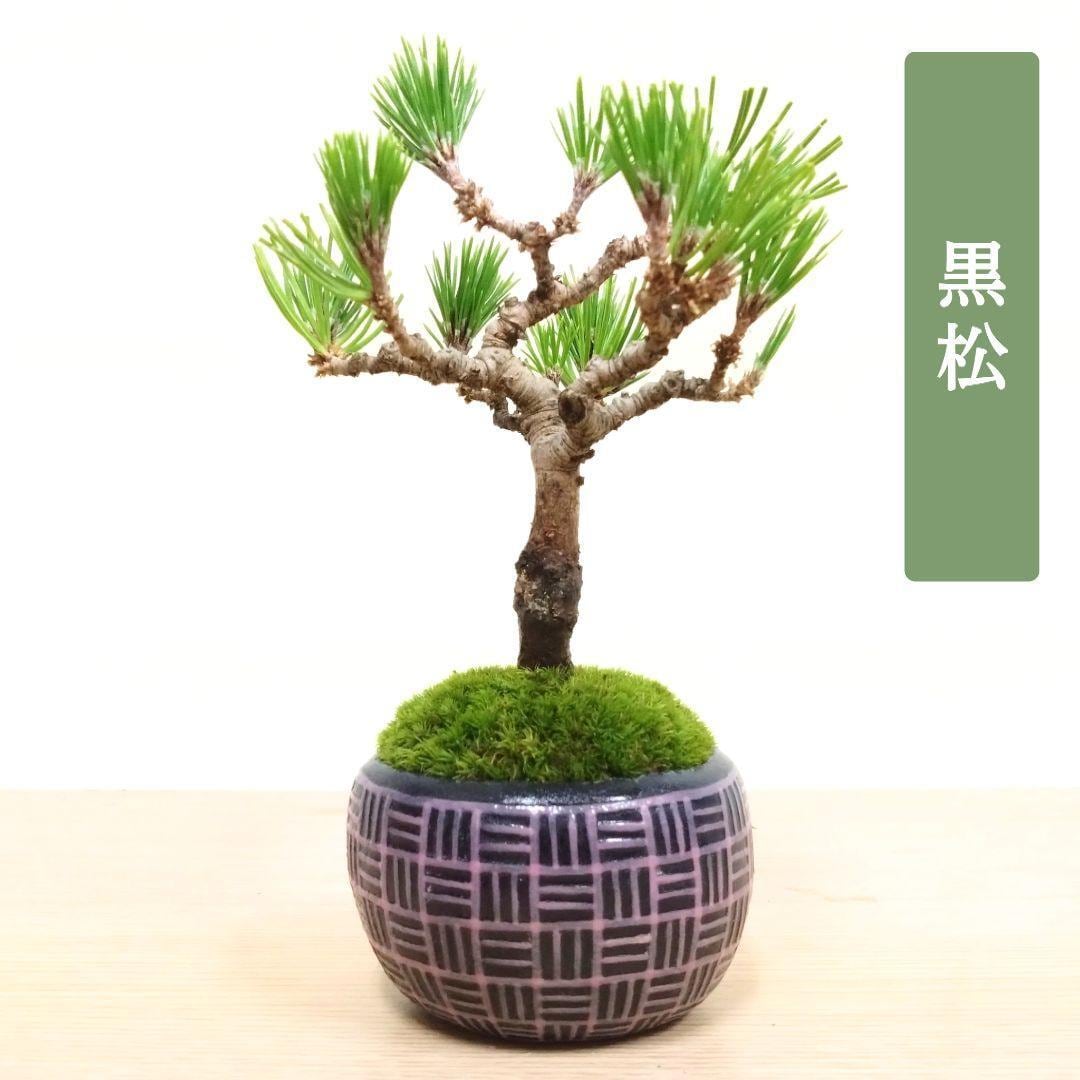 POTOCO 唐楓 楓 カエデ 観葉植物 陶器鉢 盆栽 小品盆栽 苔玉 苔 | POTOCO