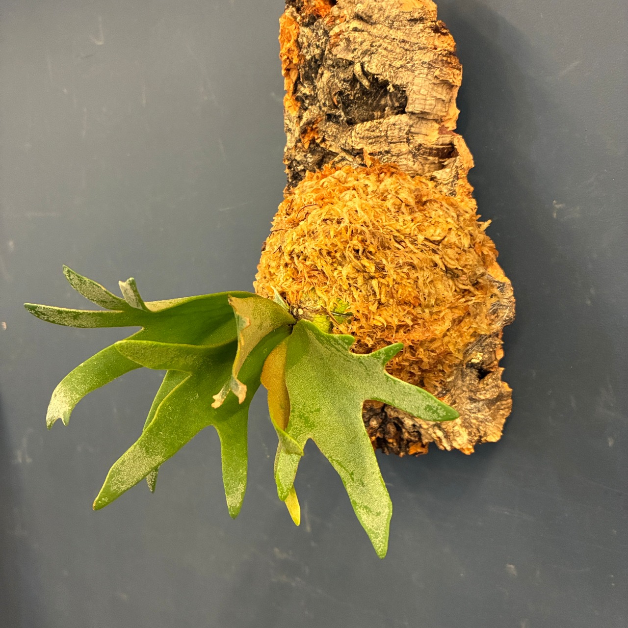 【UJ】ビカクシダ P. willinckii 'Nano' Spore 板付け (コルク)【1072】
