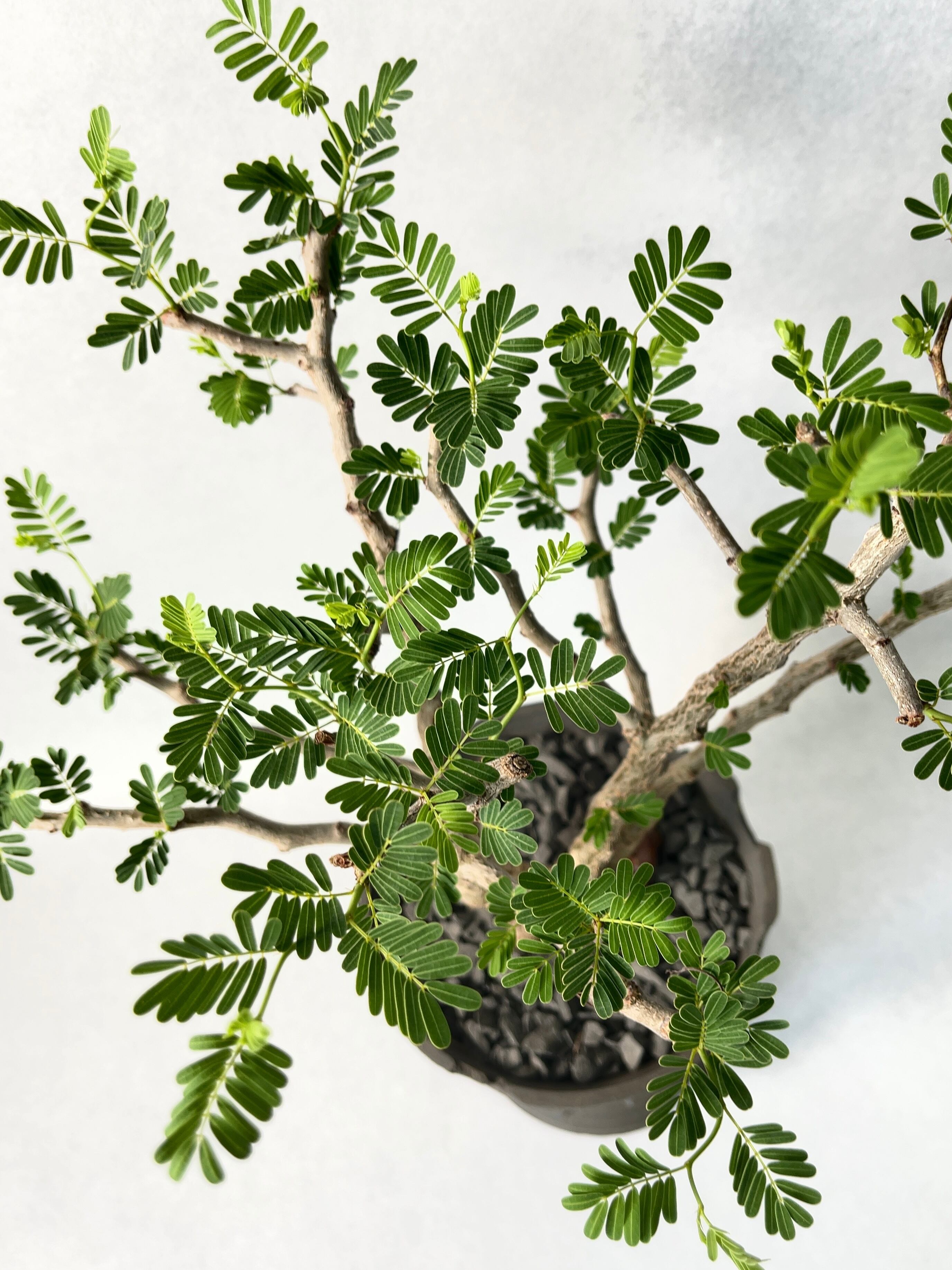 センナ・メリディオナリス | trigger