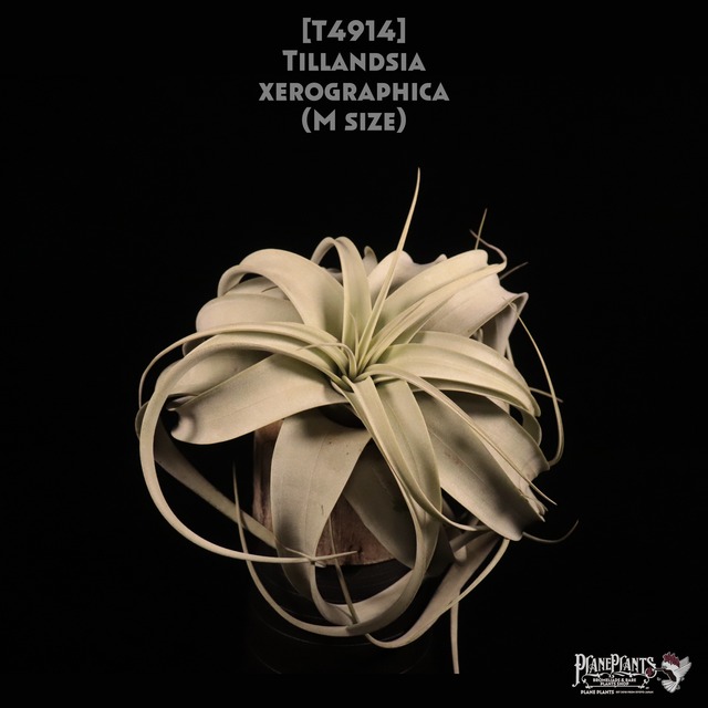 【送料無料】キセログラフィカ M〔エアプランツ〕現品発送T0656