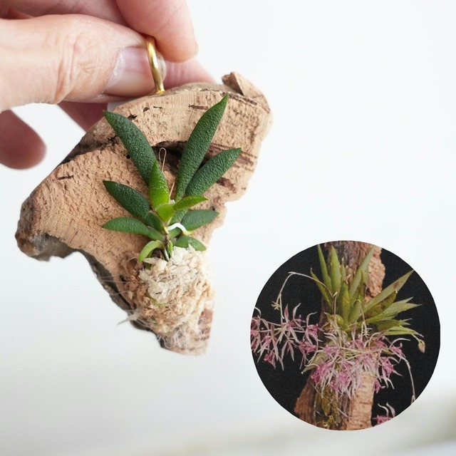 マクロクニウム マナビナ Macroclinium manabina【ミニコルク着生ラン】＃11