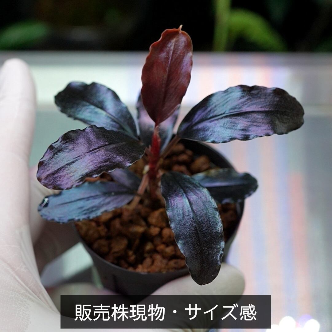 一点物】Bucephalandra sp.”Theia blue” No-001 | ブルーゲッコーラボ