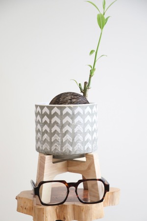 【S】ケレベラ/Cerbera　※陶器鉢カバー付き