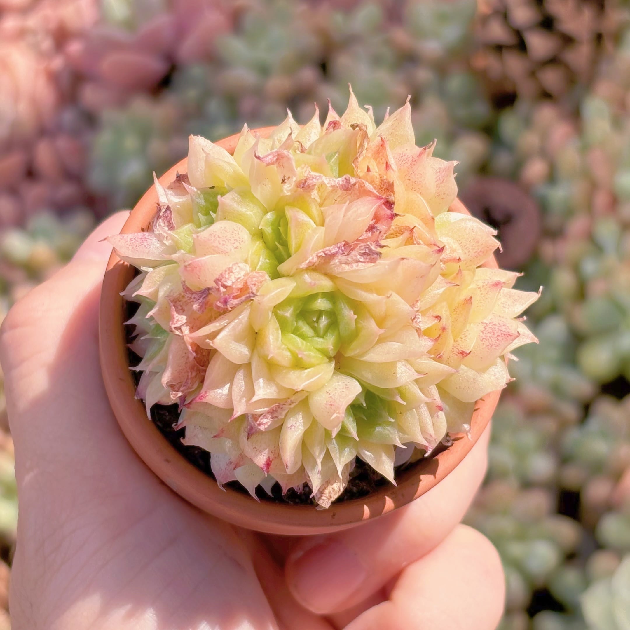 多肉植物　レッドスワン　新入荷　るる農園