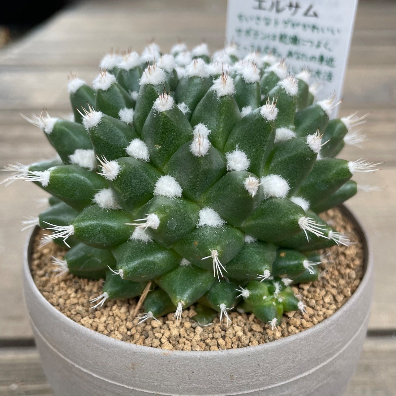 T)エルサム | RuPo 多肉植物専門店