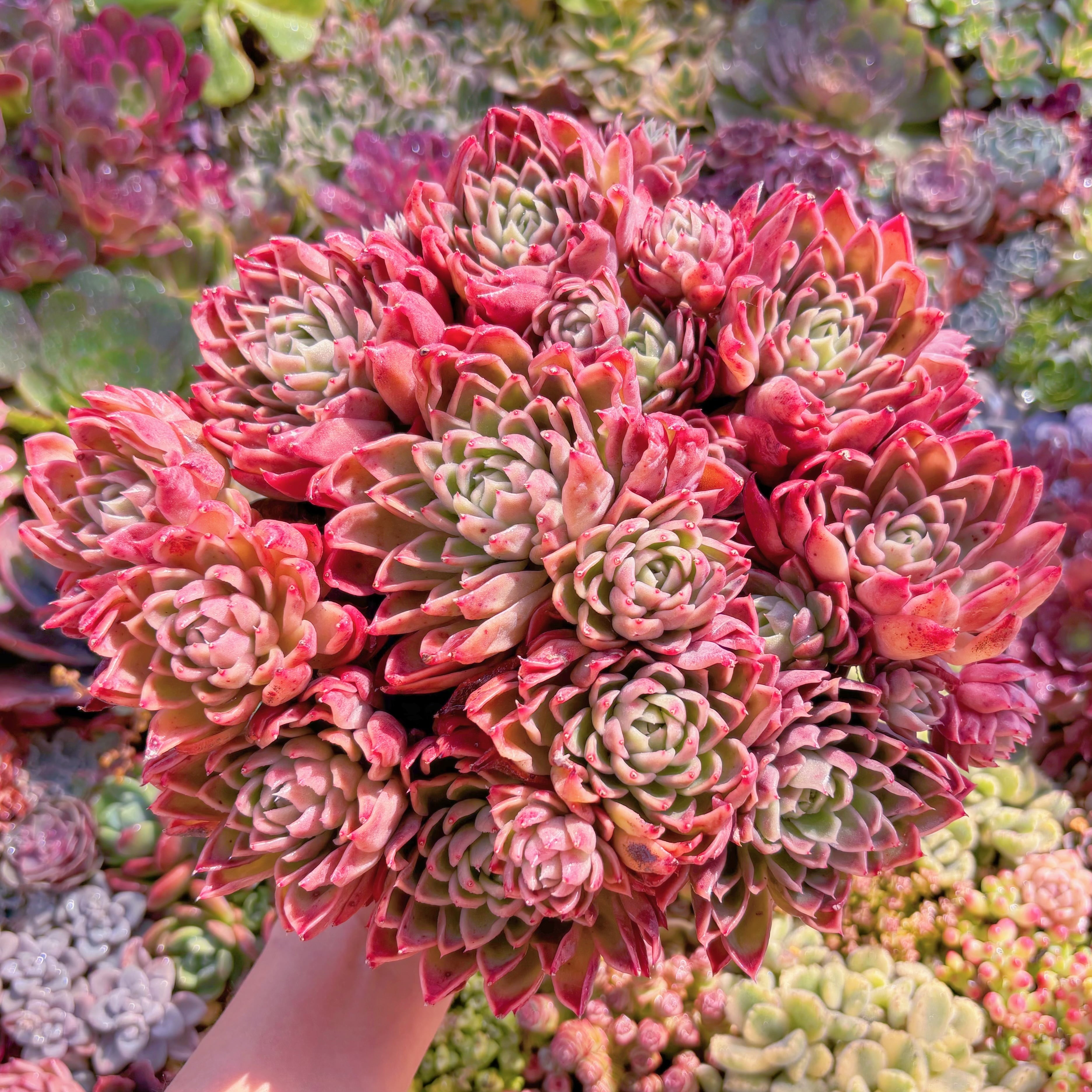 現品　緋色の魔女#M225   新入荷　るる農園