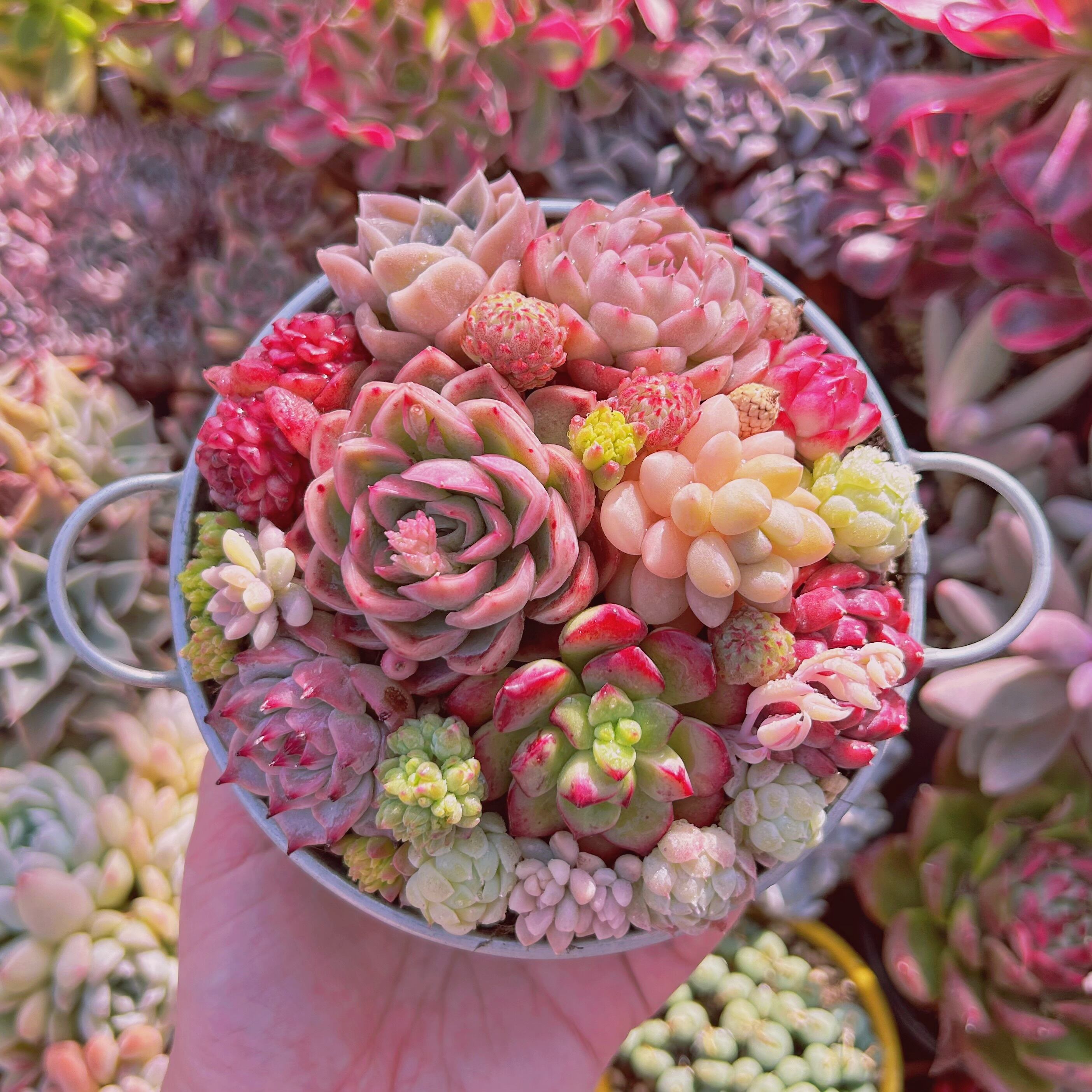 #507現物　寄せ植えセット