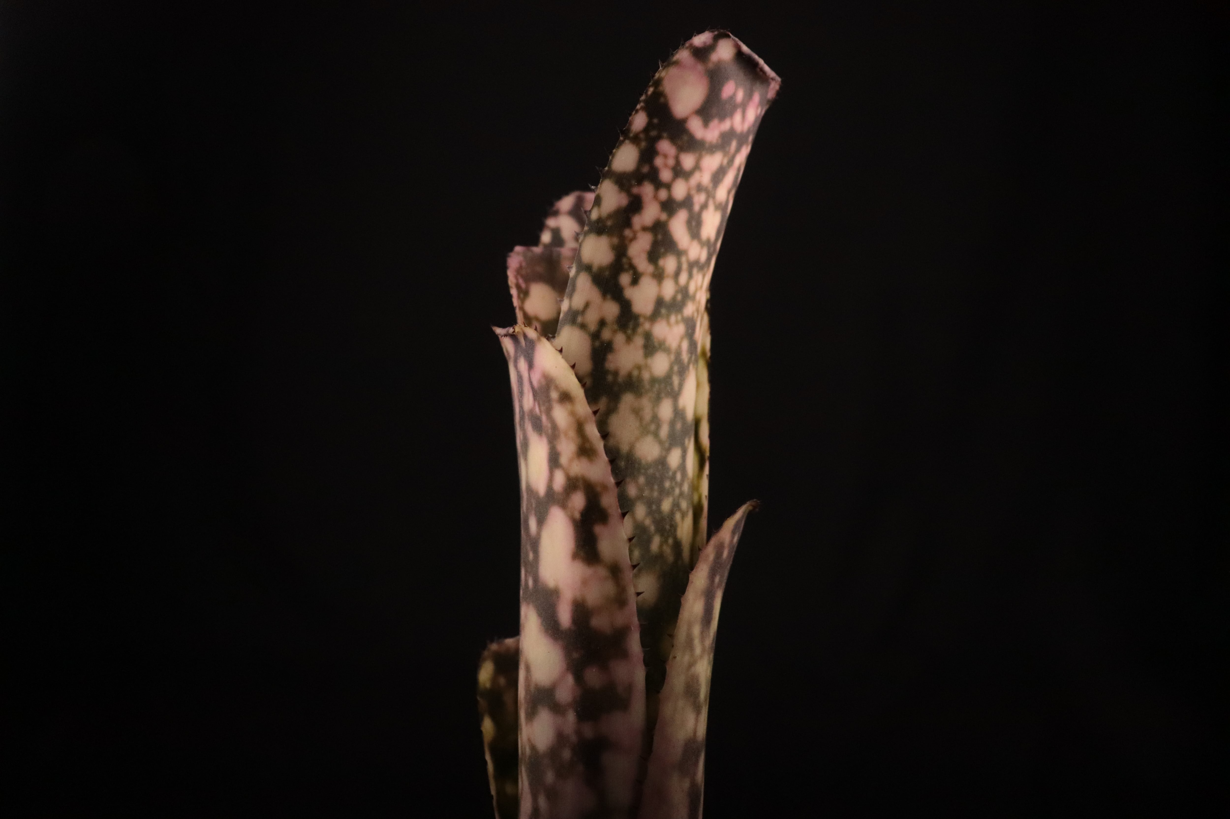 reserved】Billbergia 'Kolan Raspberry Cream'〔ビルベルギア〕現品